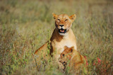Lioness.Serengeti