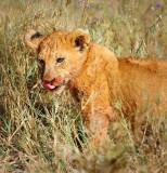 Lion cub.Serengeti