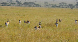 Thomson Gazelles.Serengeti
