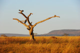 Early morning in Serengeti
