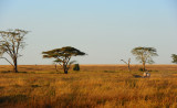 Early morning in Serengeti
