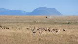 Thomson Gazelles.Serengeti