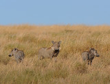 Three Warthogs.Serengeti