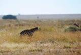 A Hyena also comes