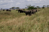 Elephants.grasslandSerengeti
