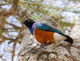 Starling. Naabi Hill gate Serengeti