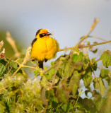 Masked Weaver . Ngorongoro