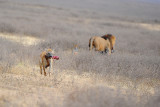 Hyena with a leg stolen from lion.Ngorongoro