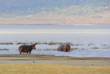 Hippos.Ngorongoro