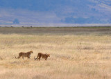 Cheetahs walked toward us.
