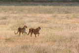 Cheetahs were closer