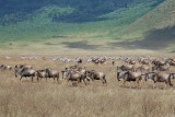 Wildebeests & Zebras .Ngorongoro ridge