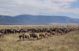 Wildebeest & Zebras walk in line to river.
