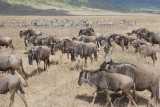 Wildebeest. Ngorongoro NP.