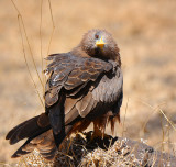 Tawny eagle . Ngorongoro