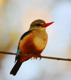 Gray-headed Kingfisher