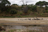 Dry Tarangire river