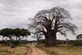Baobab tree at Tarangire