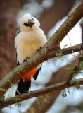 White headed bufalo weaver.Tarangire