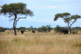 Tarangire scenery.