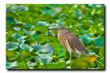 Pond heron - Satragachi Jheel