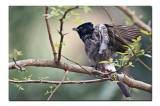 Red vented Bulbul, Rajarhat