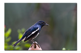 Oriental Magpie Robin, Rajarhat