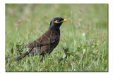Common Myna, Rajarhat