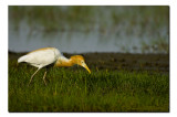 Cattle Egret, Rajarhat