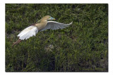 Pond Heron, Rajarhat