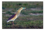 Pond Heron, Rajarhat