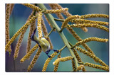 Purple Rumped Sunbird, Rajarhat
