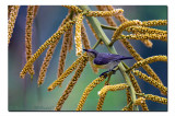 Purple Rumped Sunbird Rajarhat,