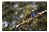 Stork Billed KF - Dooars