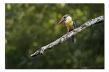 Stork Billed KF - Dooars