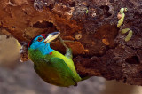 Blue-Throated Barbet