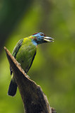 Blue throat barbet