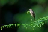 Lesser white throat
