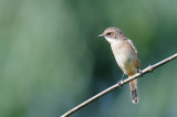 Lesser white throat