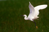 Large Egret