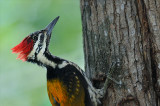 Black-rumped Flameback