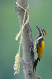 Black-rumped Flameback