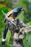 Treepie