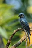 Drongo