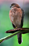 Shikra