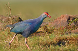 Purple Moorhen