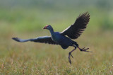 Purple Moorhen
