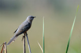 Plantive Cuckoo