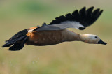 Rudy Shelduck