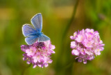 Puktörneblåvinge (Polyommatus icarus), Uppland